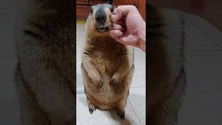 Marmot practices martial arts