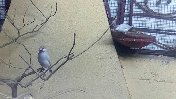 Java Sparrow | Java finch | Java rice sparrow | Java rice bird | #javasparrow #java #javafinch