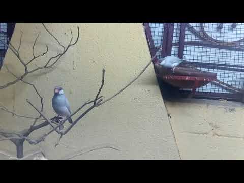 Java Sparrow | Java finch | Java rice sparrow | Java rice bird | #javasparrow #java #javafinch