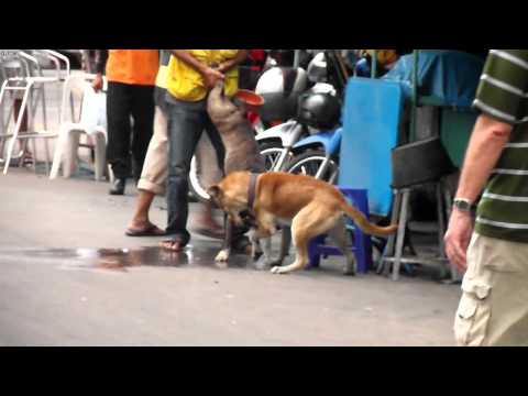 Real and heavy Dog Fight on a busy street.