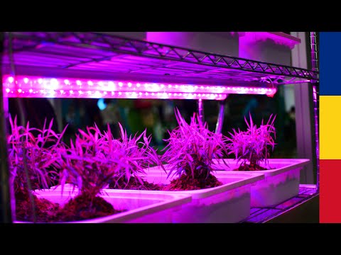 Video: Becurile cu LED-uri de zi sunt bune pentru plante?