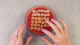 my ocd song rhett link parody