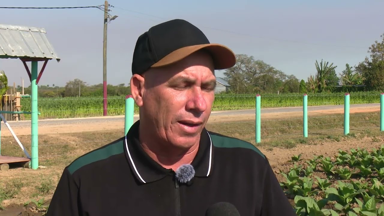 Productor de tabaco desafía la crisis energética