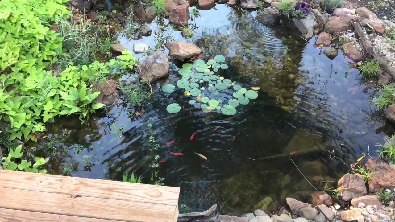 camera iphone 8 plus apk Pond Mid October