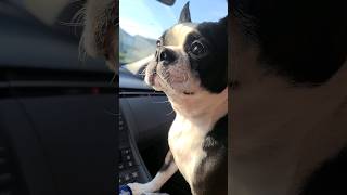 Joyride With My Boston Terrier Dogs #viral #bostonterrier #shorts