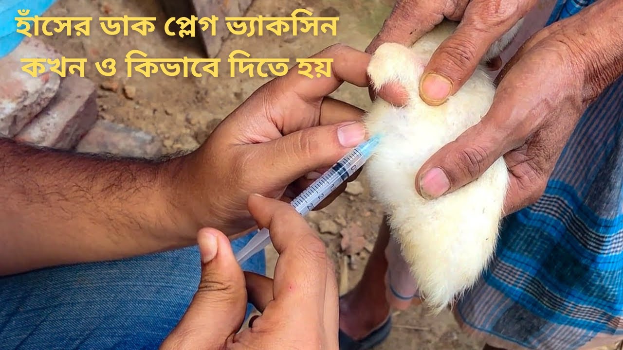 চিনা হাঁসের ডাক প্লেগ ভ্যাকসিন কখন ও কিভাবে দিতে হয়, চিনা হাঁস পালন পদ্ধতি