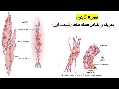 فصل 8 گایتون فیزیولوژی انقباض عضله صاف قسمت اول