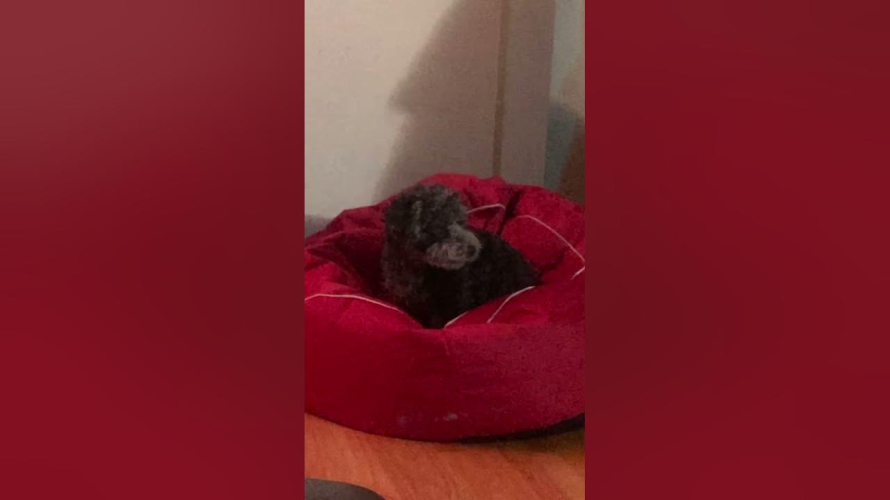 how-old-is-my-puppy-next-video-reveal-youtube
