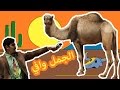 أخبار حديقة الحيوانات الجمل   