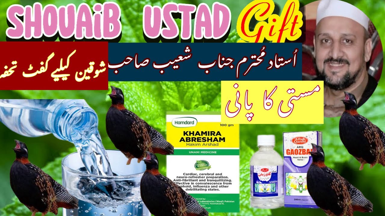 Kala Teetar masti pani / black francolin hot water مستی کا پانی #kalateetarawaaz #blackfrancolin