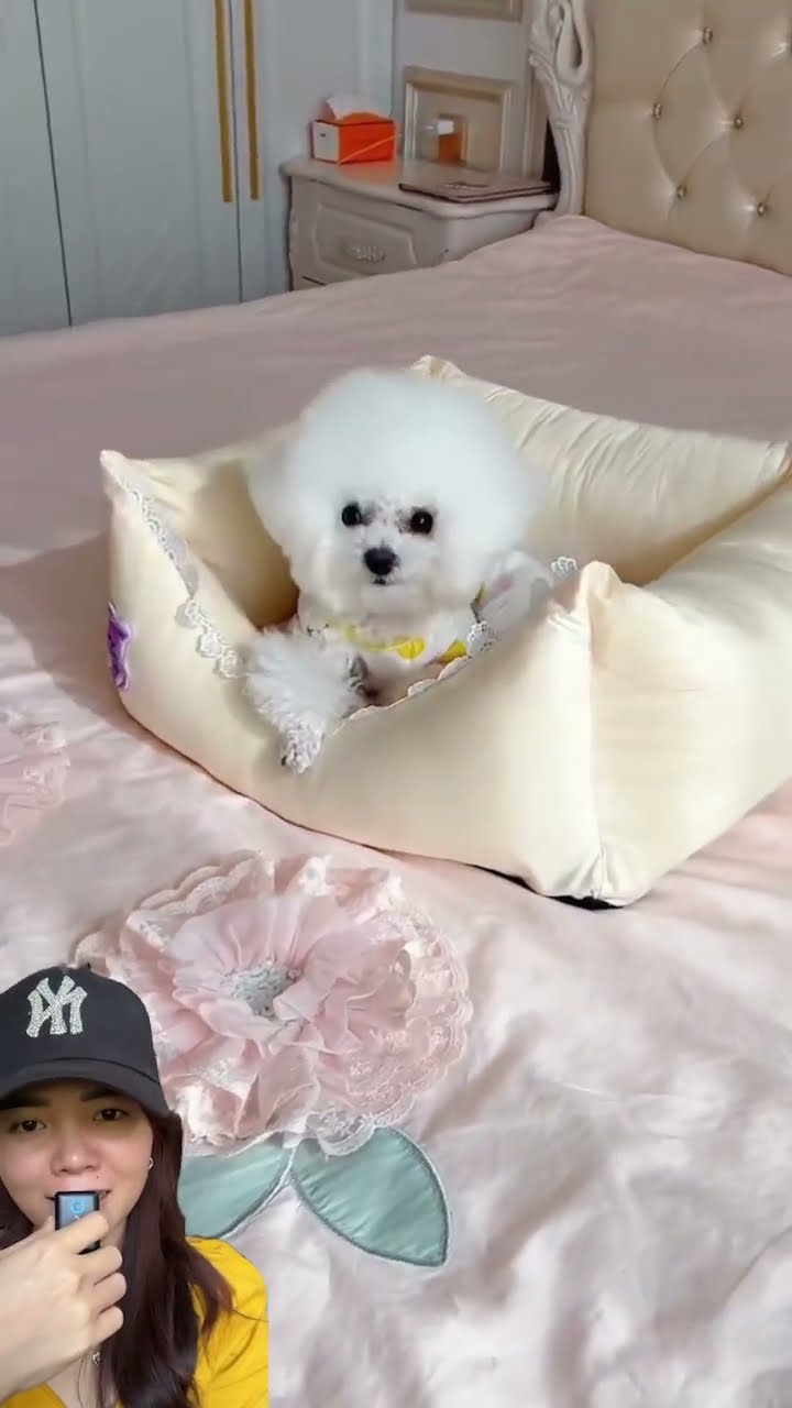 DOGY TETAP CANTIK WALAUPUN LAGI TIDUR ⁉️?