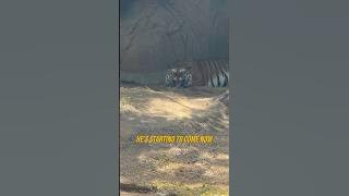 MEETING THE DEADLIEST TIGER IN THE WORLD 🤯