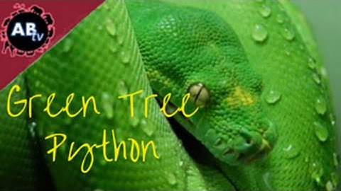 Green Tree Python : Corey Wild - Ep. 12 : AnimalBytesTV