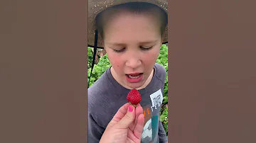 Picking Strawberries With Kids Pick Your Own Strawberry Farm ZaberriWorld NZ 