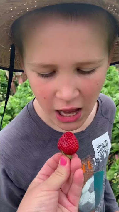 Picking Strawberries With Kids | Pick Your Own Strawberry Farm | ZaberriWorld NZ