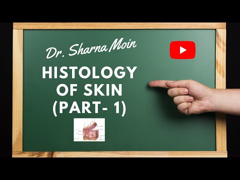 Histology of Skin (Part- 1)