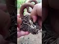 Semangt sore brothers. #belajarbonsai #bonsai #bonsaitree #airlayering