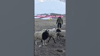 Merry Christmas 2025 in advance 🎄🎄#christmas #jinglebells