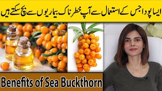 Unbelievable Health Benefits of Sea Buckthorn | Ayesha Nasir