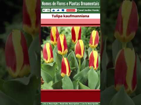 Vídeo: O que são as tulipas Kaufmanniana – Aprenda sobre as plantas de tulipas Kaufmanniana