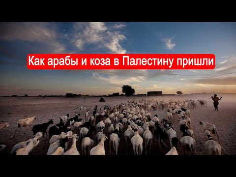 Как арабы и коза в Палестину пришли