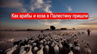 Как Арабы И Коза В Палестину Пришли