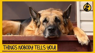 5 Things NOBODY Tells You About Owning a German Shepherd