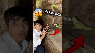 Whole ke andar parrot or eggs 😱 #minizoo #birds #pets #shorts ￼