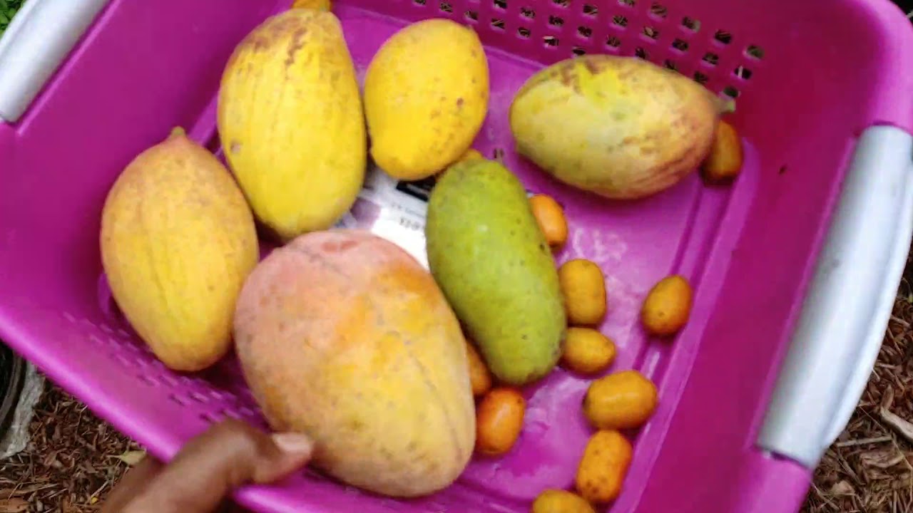 Let's pick some fruit������������������������������������������ - YouTube