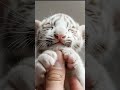 How Adorable Are Baby Tiger Roars ？#tiger#shorts#nature#funny#cute