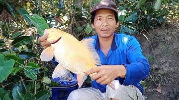 Câu cá thiên nhiên  cá chép 1kg7 cá trê rô phi cá dảnh