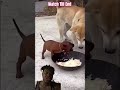 Highest Angry Dog:2 #funny #dance #moreviews #comedy #music #memes #viralvideo #trending #dog #viral