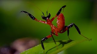 Kung Fu Mantis Vs Jumping Spider | Life Story | BBC screenshot 3