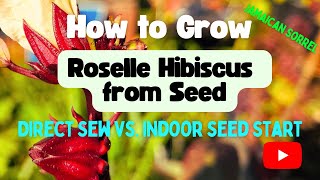 Growing Roselle Hibiscus from Seed - Hibiscus Sabdariffa aka Jamaican Sorrel