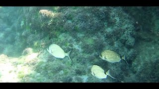 zur Ausnahme keine Katzen, sondern Fische vom Schnorcheln auf Mallorca by Phestina 91 views 1 year ago 5 minutes, 12 seconds