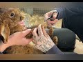 Kaninchen Pediküre 😉