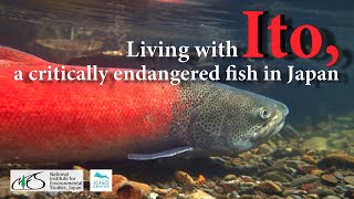 Living with Ito, a critically endangered fish in Japan