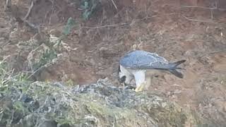 Halcón peregrino comiendo una presa en Montehano