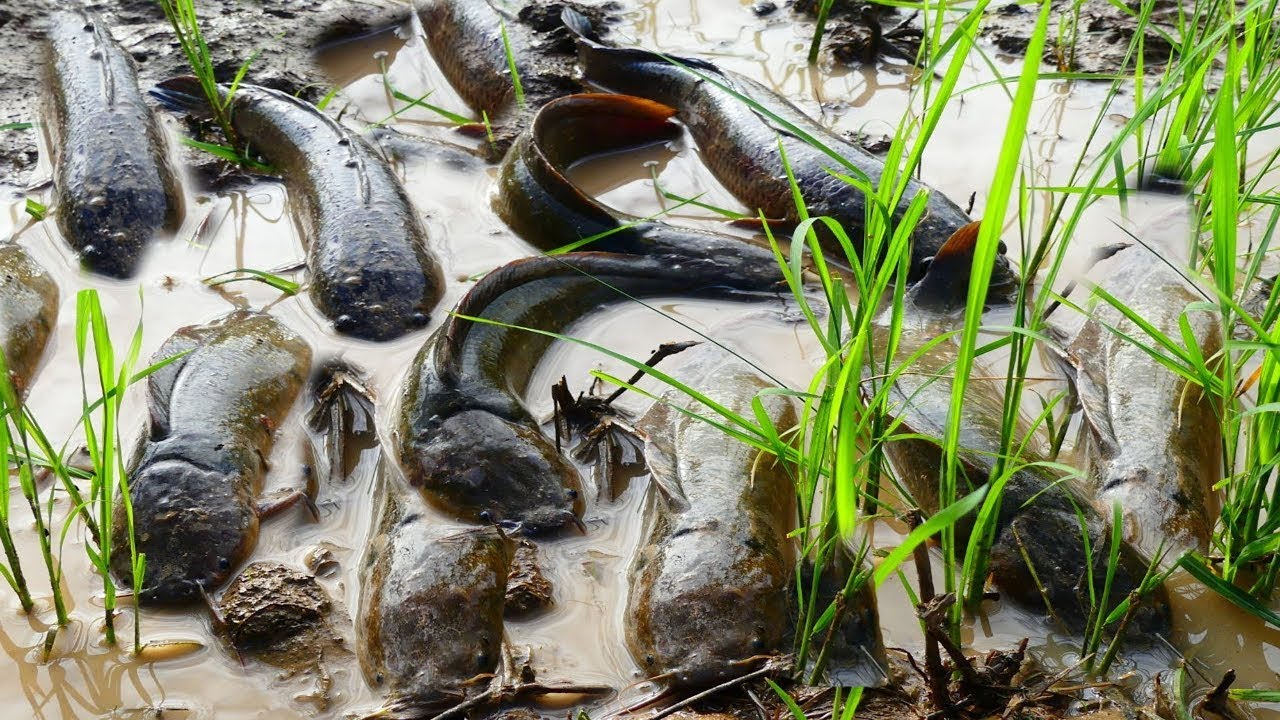 Bass Fishing During After Raining catch fish in th
