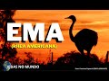 Ema (Rhea americana)
