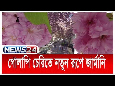 ভিডিও: জার্মানিতে চেরি ব্লসম