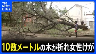 倒木で自転車の女性がけが…高さ10数mの桜の木が根元から折れる 東京