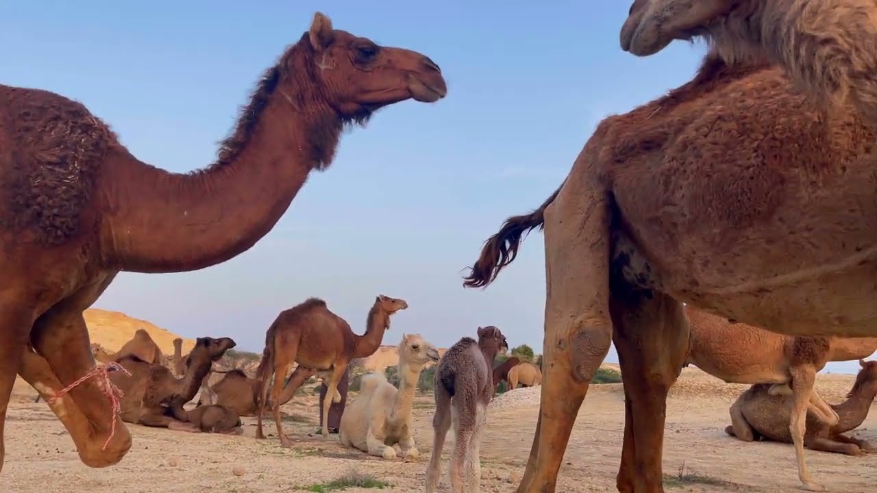 Кочевой образ жизни и кормление верблюдов на острове Кешм: путешествие по красоте пустыни