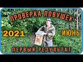 Проверка ловушек 2021| ловля роев| первый результат