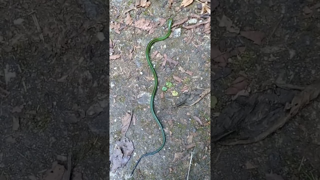 Venomous green vine snake. #shorts #flyingbeast
