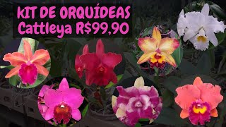 Kits com Orquídeas Cattleya por R$ 99,90