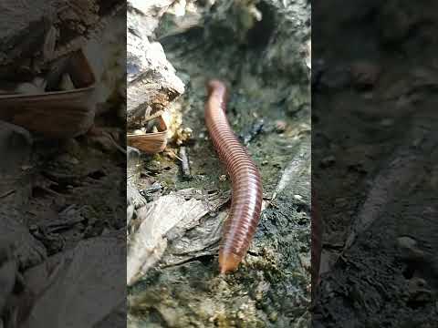 Luwing Sedang Berjemur Menikmati Sekali Luwing Millipede Kakiseribu Berjemur