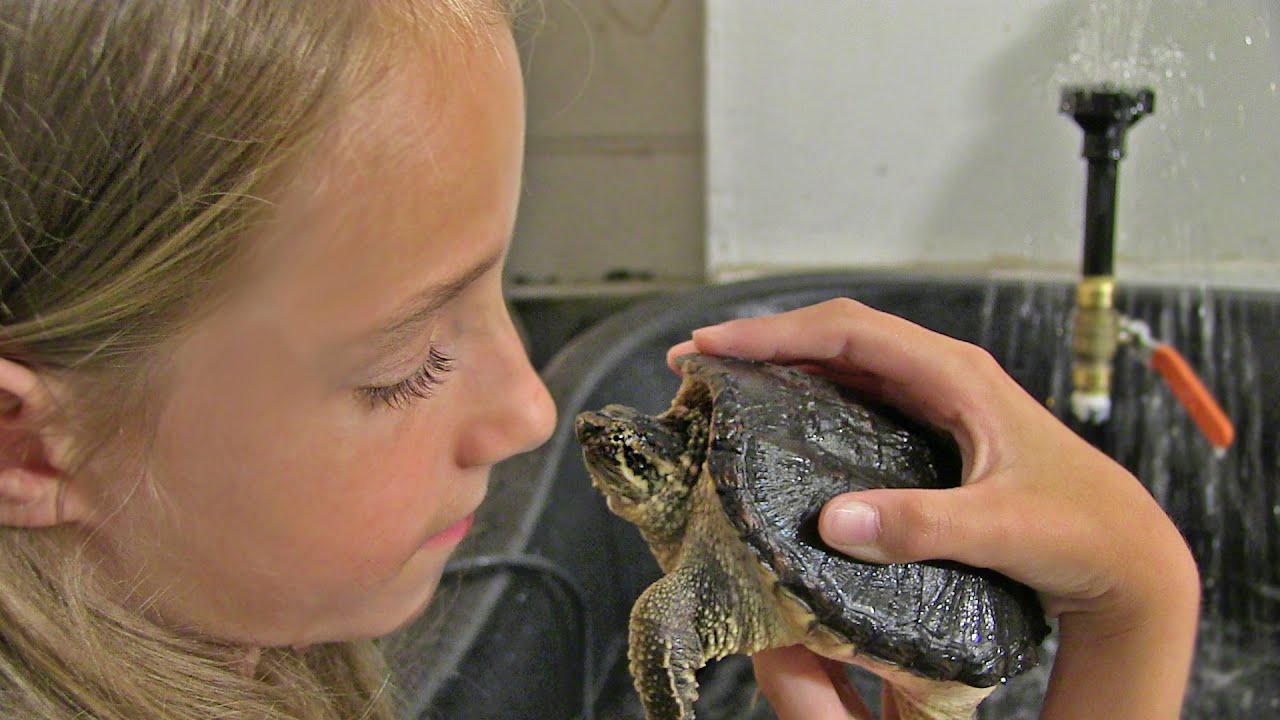 will a snapping turtle attack a dog