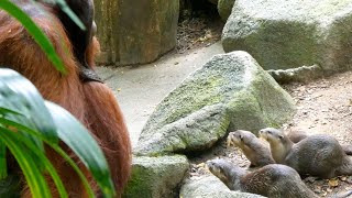 Otters clinging to Orangutans / オランウータンにまとわりつくカワウソたち