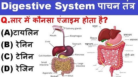 Science in Hindi : Human Digestive System (मानव पाचन तंत्र) || SSC, RRB, Police, DMRC, MTS, Patwar